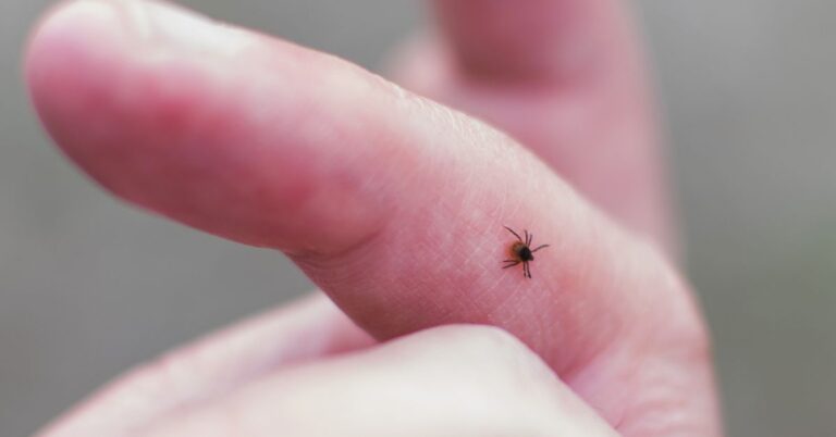 Lyme Disease or the Flu? 7 Key Differences to Spot Fast